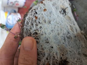 korinky microgreens